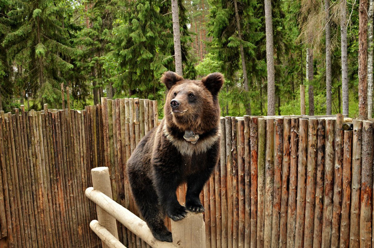 Зоокомплекс «Три медведя» в Карелии